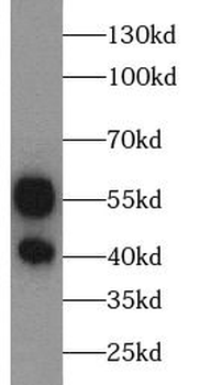 ANXA7 Antibody