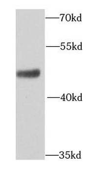AP1M2 Antibody