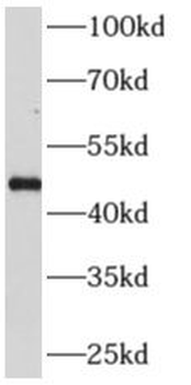 AP3M2 Antibody