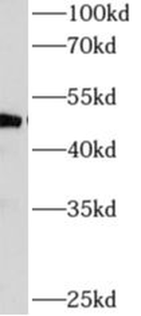 AP4M1 Antibody