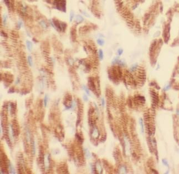 APAF1 Antibody