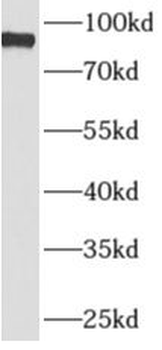 APBB2 Antibody