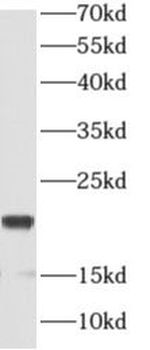 ANAPC11 Antibody