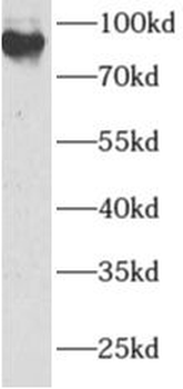 ANAPC2 Antibody