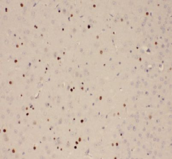 ANAPC4 Antibody