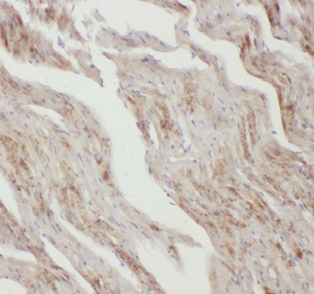 APLN Antibody