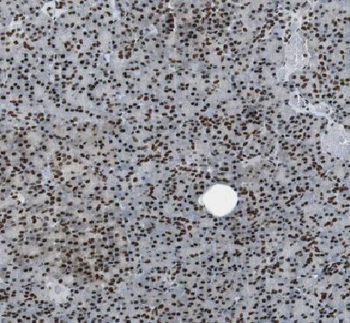 API5 Antibody