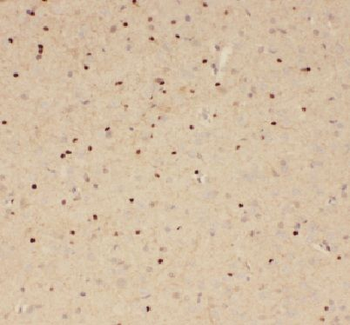APLP2 Antibody