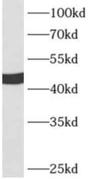 APOA4 Antibody