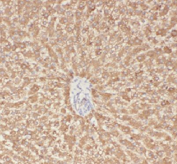 APOA4 Antibody