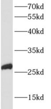 APOBEC2 Antibody