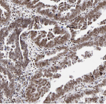 APOBEC3C Antibody