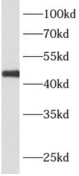APOBEC4 Antibody