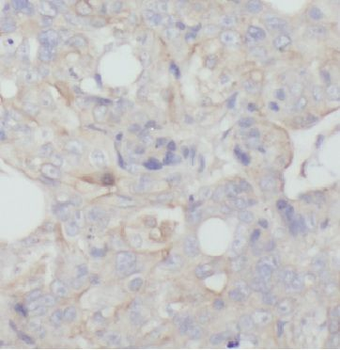 APOD Antibody