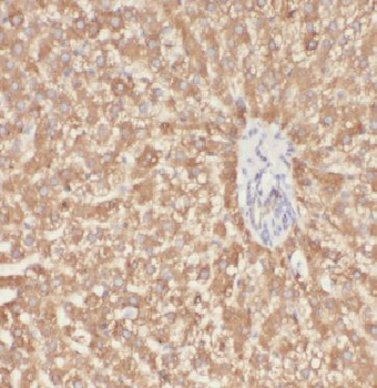 APOF Antibody