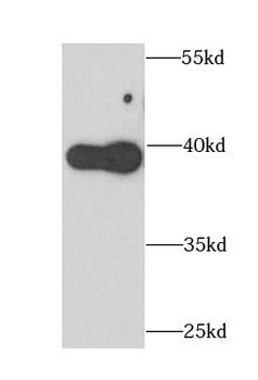 APOL1 Antibody