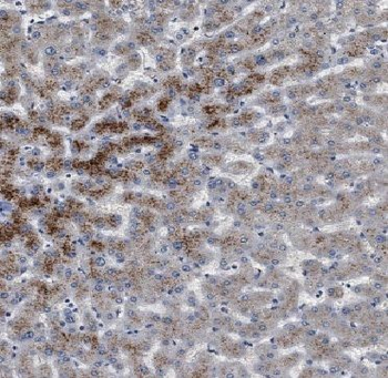 APOL1 Mouse Monoclonal Antibody
