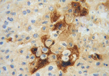 APOH Antibody