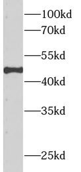 APOH Antibody