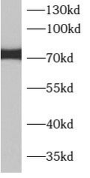 APPL2 Antibody