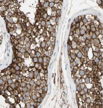 ARCN1 Antibody