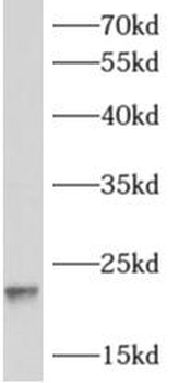 ARF1 Antibody