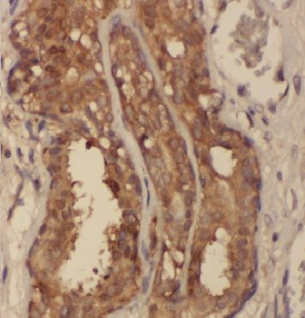 ARF3 Antibody