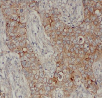 ARF3 Antibody