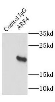 ARF4 Antibody