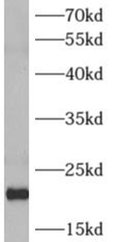 ARF4 Antibody