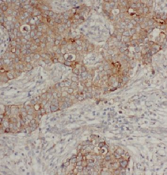 ARF4 Antibody