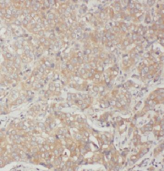 ARF5 Antibody