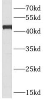 ARFIP1 Antibody