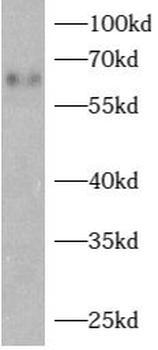 ARHGAP15 Antibody