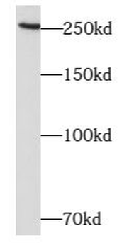 ARHGAP21 Antibody