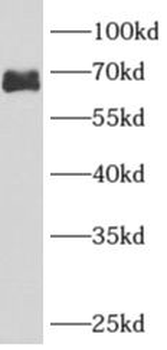 ARHGAP9 Antibody