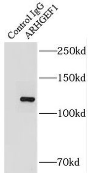 ARHGEF1 Antibody