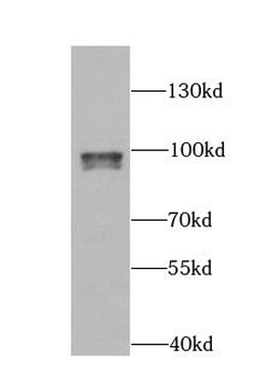 ARID3A Antibody