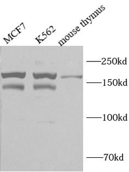 ARID4B Antibody