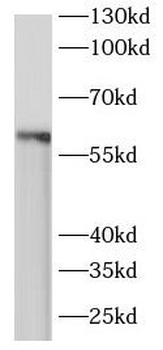 ARIH2 Antibody