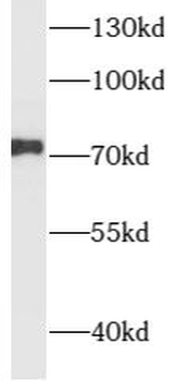 NUAK1 Antibody
