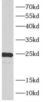 ARL4A Antibody