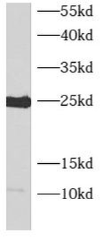 ARL4C Antibody