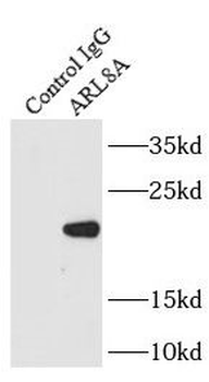 ARL8A Antibody