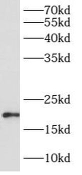 ARL8A Antibody
