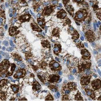 ARL8B Antibody
