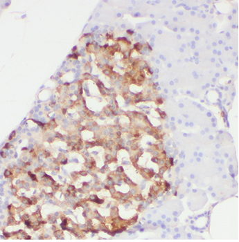 ARMC7 Antibody