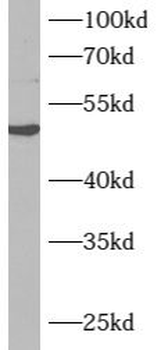 ARMCX1 Antibody