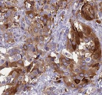 BMAL1 Antibody