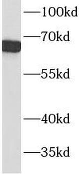 ACTR5 Antibody